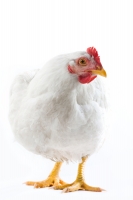 Hen1